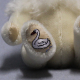Club Br 2018 ? Schwanenbr 19 cm Teddybr von Hermann-Coburg